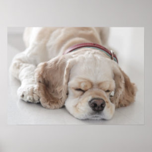コッカースパニエル犬の睡眠 ポスター