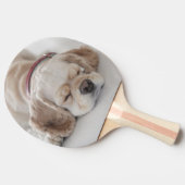 コッカースパニエル犬の睡眠 卓球ラケット (横)