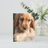コッカースパニエル犬はがき ポストカード (スタンド正面)