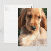 コッカースパニエル犬はがき ポストカード (正面/裏面)