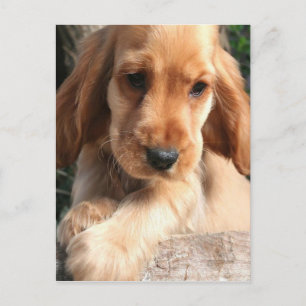 コッカースパニエル犬はがき ポストカード