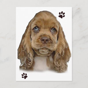 コッカースパニエル犬はがき ポストカード
