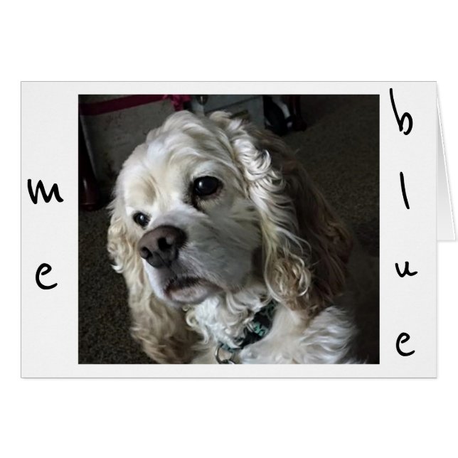 コッカースパニエル犬は「お前」のない「青い」 (正面横)