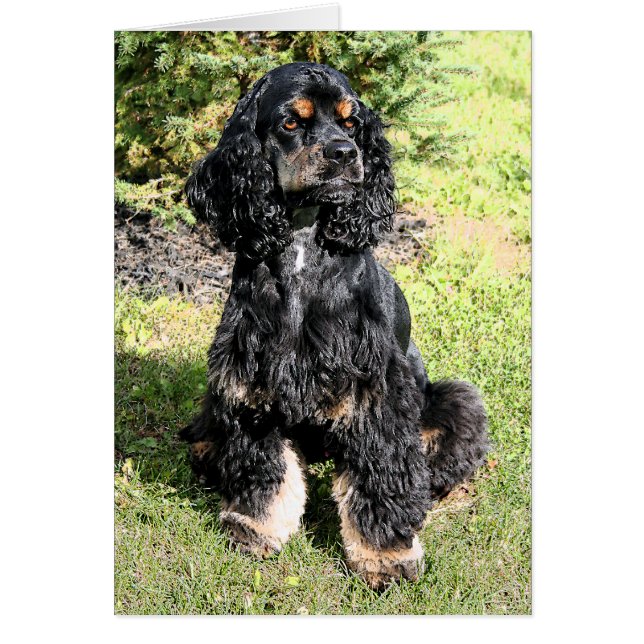 コッカースパニエル犬カラースケッチ (正面)