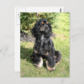 コッカースパニエル犬カラースケッチ ポストカード (正面/裏面)