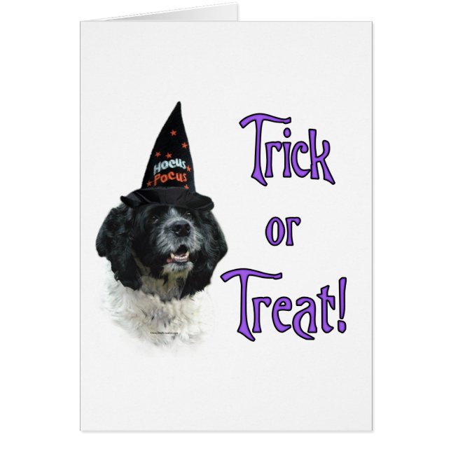 コッカースパニエル犬トリック (正面)