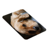 コッカースパニエル犬プレミアムマグネット マグネット (右側)