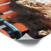 コッカースパニエル犬ポスター ポスター (角)