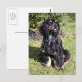 コッカースパニエル犬写真 ポストカード (正面/裏面)