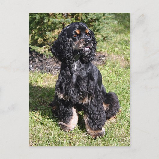コッカースパニエル犬写真 ポストカード (正面)