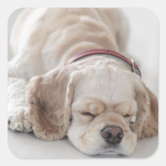 コッカースパニエル犬犬が眠っている スクエアシール (正面)