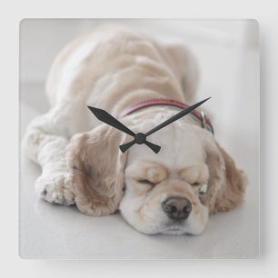 コッカースパニエル犬犬が眠っている スクエア壁時計