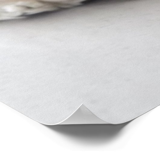 コッカースパニエル犬犬が眠っている ポスター (角)