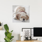コッカースパニエル犬犬が眠っている ポスター (ホームオフィス)