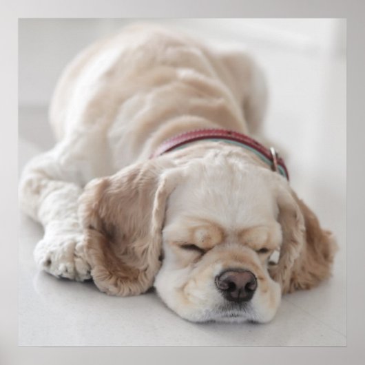 コッカースパニエル犬犬が眠っている ポスター (正面)