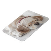 コッカースパニエル犬犬が眠っている マグネット (左側)