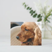 コッカースパニエル犬犬 ポストカード (スタンド正面)