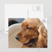 コッカースパニエル犬犬 ポストカード (正面/裏面)
