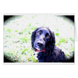 コッカースパニエル犬