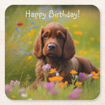 コッカースパニエル犬