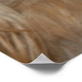 コッカースパニエル犬 ポスター (角)