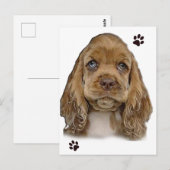 コッカースパニエル犬 ポストカード (正面/裏面)