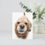 コッカースパニエル犬 ポストカード (スタンド正面)