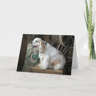 コッカースパニエル カード