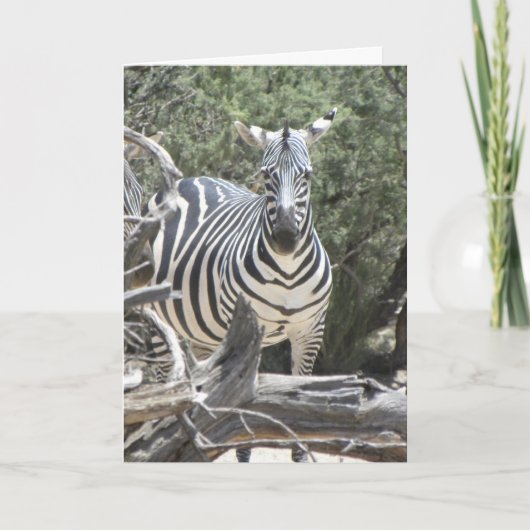 コックイヤーゼブラバースデーカード カード (正面)