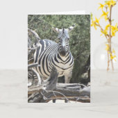 コックイヤーゼブラバースデーカード カード (黄色い花)
