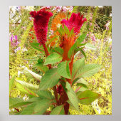 コックコーム花 ポスター (正面)