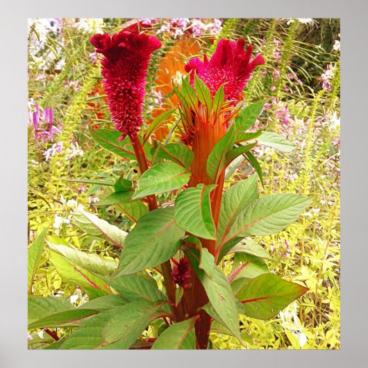 コックコーム花 ポスター (正面)