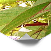 コックコーム花 ポスター (角)