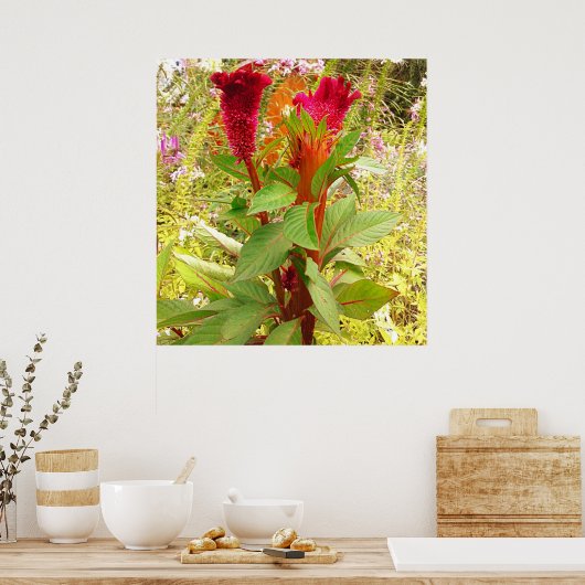 コックコーム花 ポスター (キッチン)