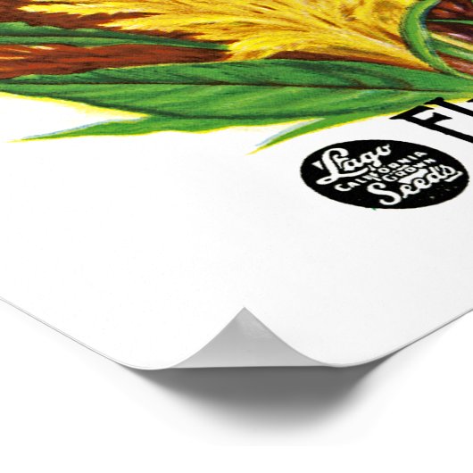 コックコーム ポスター (角)