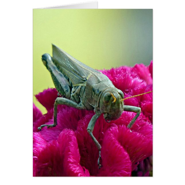 コックスコムのバッタ (正面)