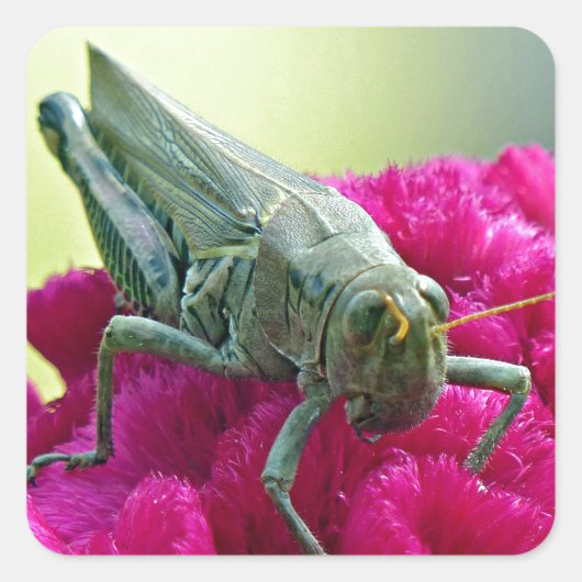 コックスコムのバッタ スクエアシール (正面)