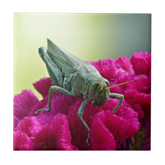 コックスコムのバッタ タイル (正面)