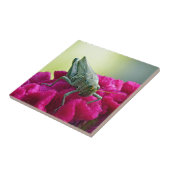 コックスコムのバッタ タイル (側面)