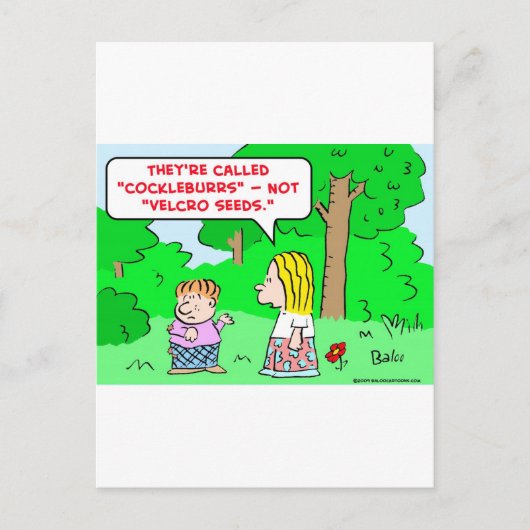 コックバーのベルクロの種 ポストカード (正面)