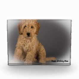 コックポウドッグ。 フォトブロック