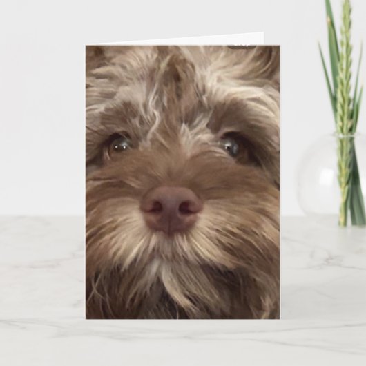 *コックポーの誕生日ユーモア50» カード (正面)