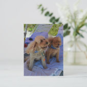 コックポードッグ楽しむビーチ ポストカード (スタンド正面)