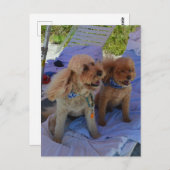 コックポードッグ楽しむビーチ ポストカード (正面/裏面)