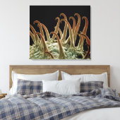 コックル(キサンチン)種子はフックを使用して~にラッチする キャンバスプリント (インサイチュ (寝室))