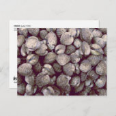 コックル ポストカード (正面/裏面)