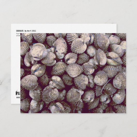 コックル ポストカード (正面/裏面)