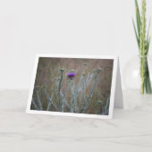 コットンアザミ、オノポルドゥム植物 カード (正面)