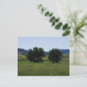 コットンウッドツリーズ ポストカード (スタンド正面)