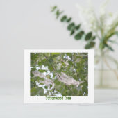 コットンウッドツリー ポストカード (スタンド正面)